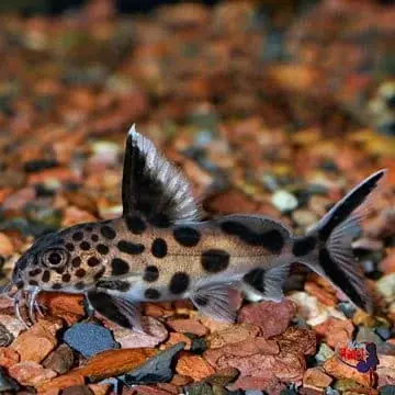 Synodontis multipunctatus black Nyhet