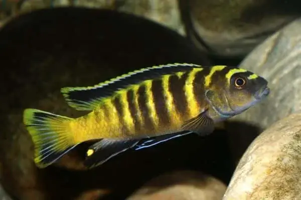 Outlet Pseudotr flavus
