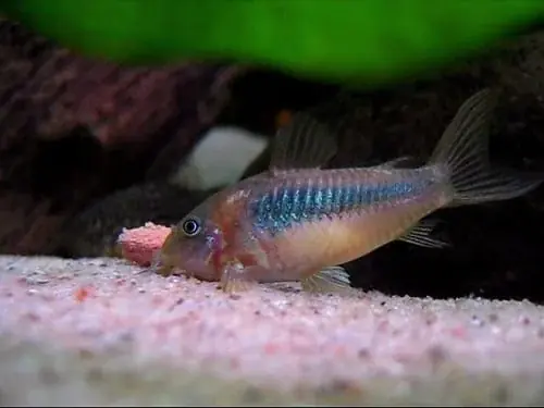 Handla nu Corydoras aeneus