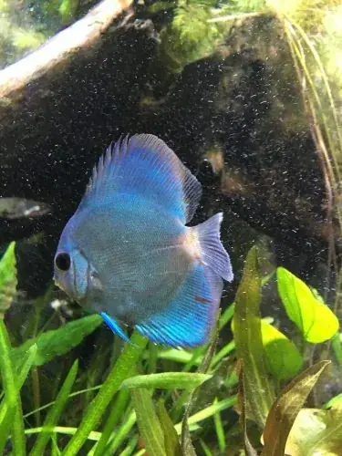 Endast idag Diskus Blue Diamond