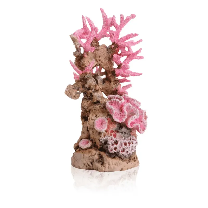 Begränsat erbjudande Korallrev Rosa