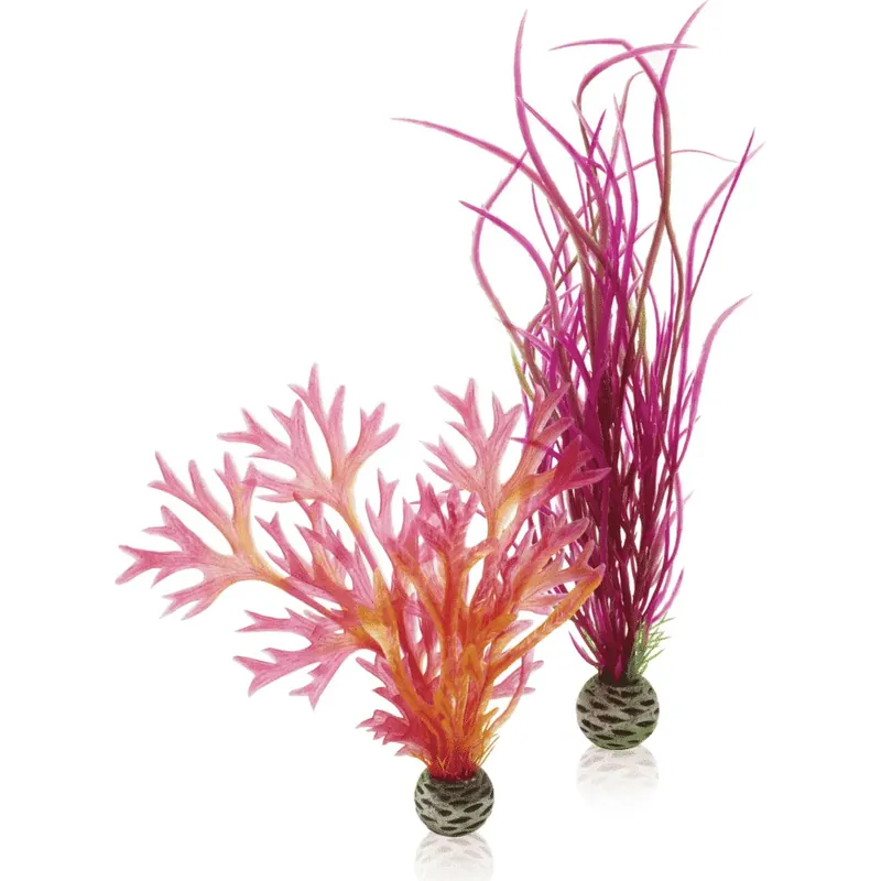 Fynd biOrb Plant set M röd & rosa