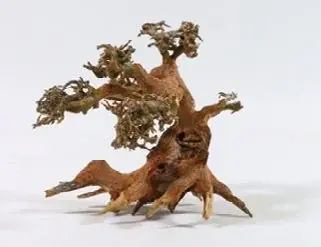 Beställ idag Aquadeco Dekor Aqua Bonsai träd Brun S