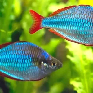 Begränsad tid Betta Female Wild Benjarong red L